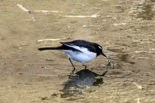 IMG_1696
