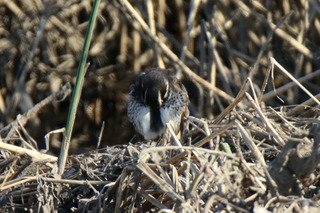 IMG_1007