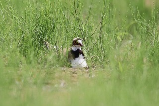 IMG_6185