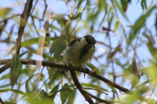 IMG_0161