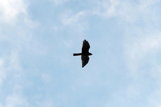 IMG_0435