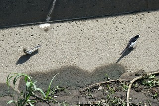 IMG_9948