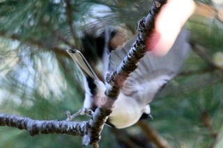 IMG_9957