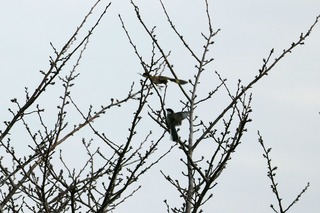 IMG_5603