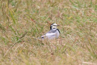 IMG_1567