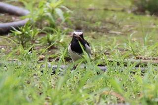 IMG_3150