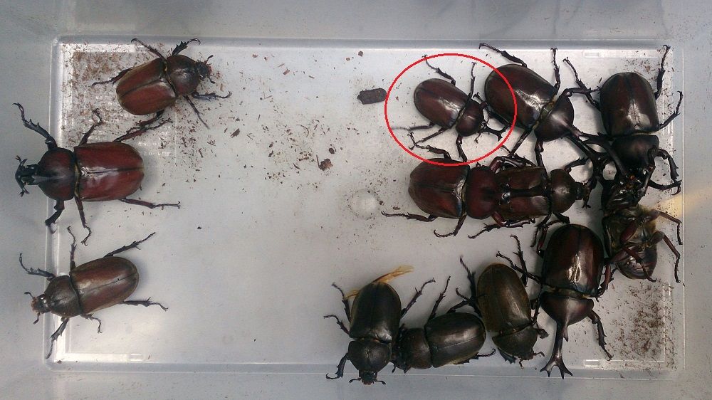 カブトムシ 羽化後の初清掃 Hiroの多肉園芸日記 その他いろいろ2 カブトムシ 羽化後の初清掃 Hiroの多肉園芸日記 その他いろいろ2