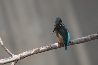 IMG_8882