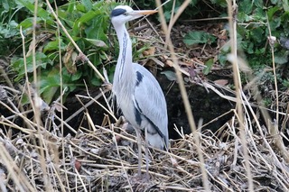 IMG_4667