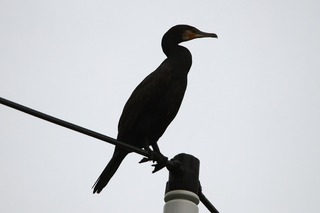 IMG_4187