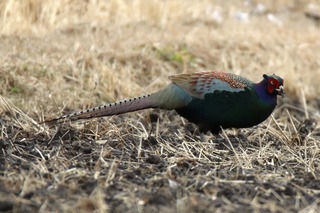 IMG_8601