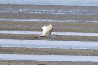 IMG_4696
