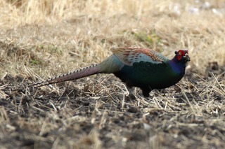 IMG_8561