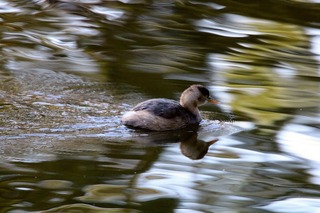 IMG_4657