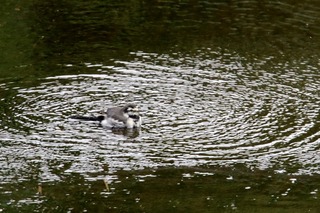IMG_4842