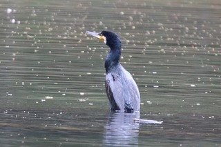 IMG_2645