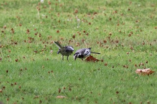 IMG_5449