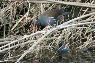 IMG_2833