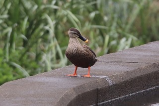 IMG_4519