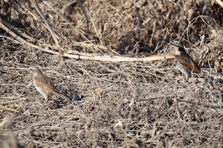 IMG_1458