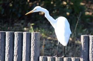 IMG_9510