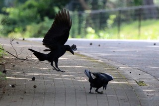 IMG_8268