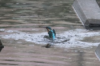 IMG_4194