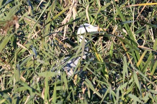 IMG_0475