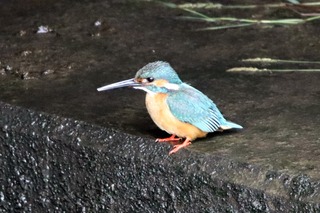 IMG_6628