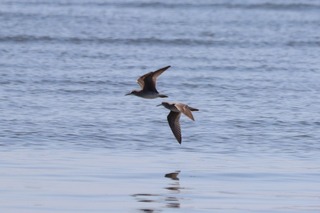 IMG_4471