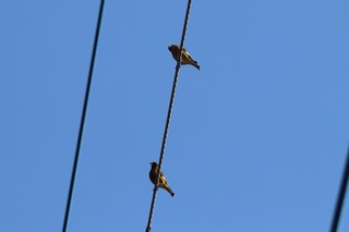 IMG_1320