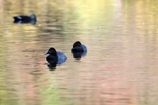 IMG_4636