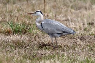 IMG_3499