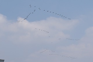 IMG_4594