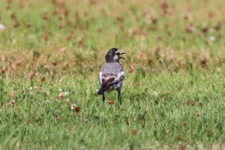 IMG_5382