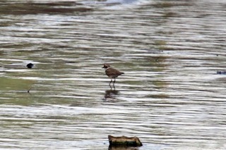 IMG_4245