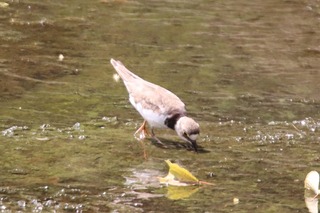 IMG_6182