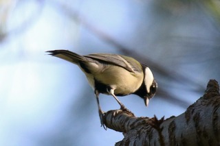 IMG_9947