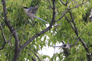IMG_1965