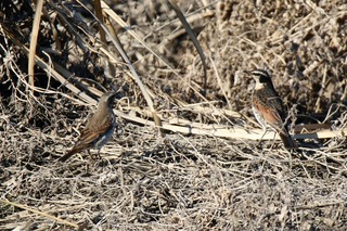 IMG_1467