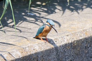 IMG_9810