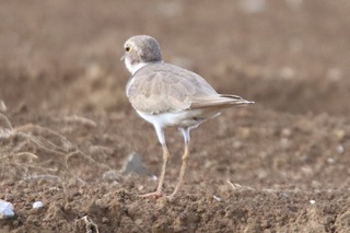 IMG_9618