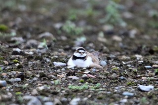 IMG_8168