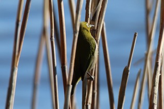 IMG_0069