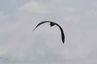 IMG_1722