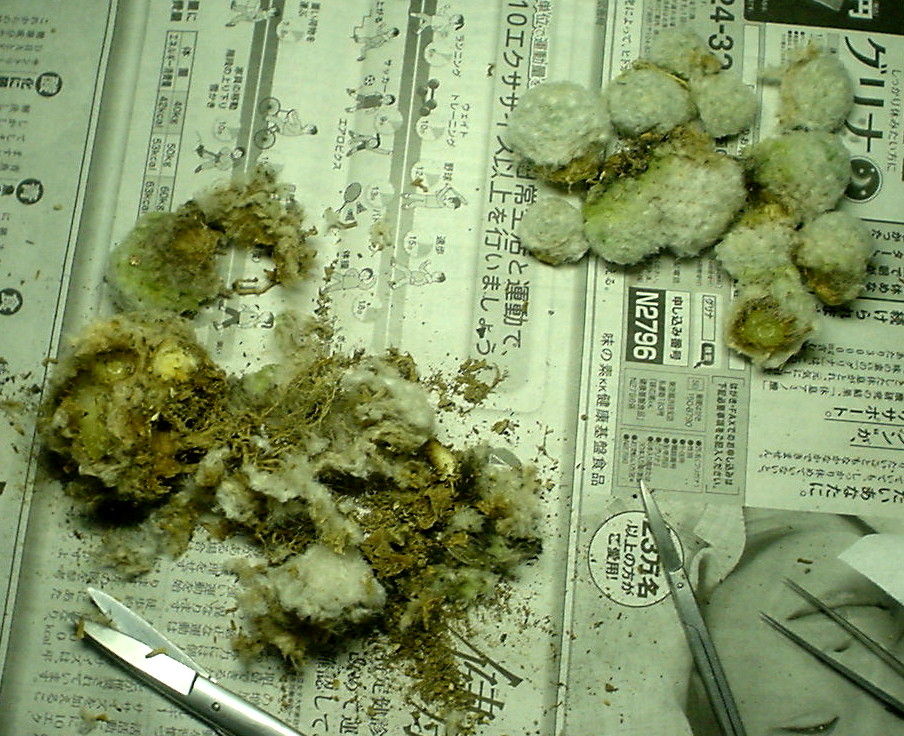 https://livedoor.blogimg.jp/vigies2005/imgs/c/a/ca73698a.jpg
