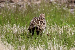 IMG_0921