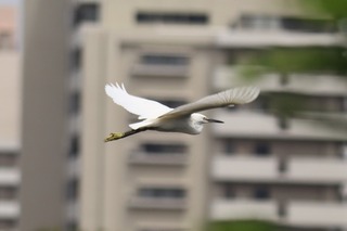 IMG_1099