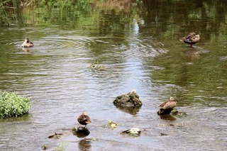 IMG_6120