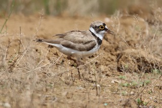 IMG_6241